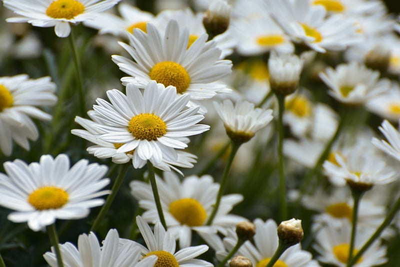 Flower Image
